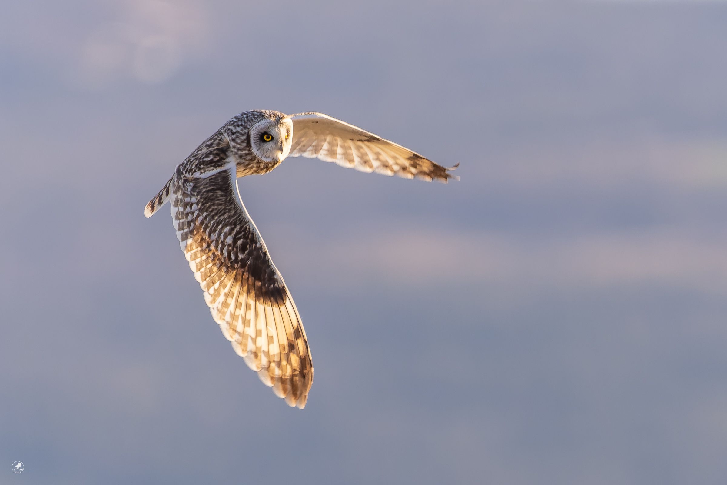 Jordugle/ Short-eared Owl