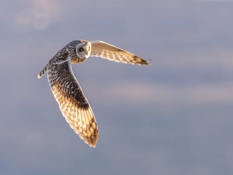 Jordugle/ Short-eared Owl