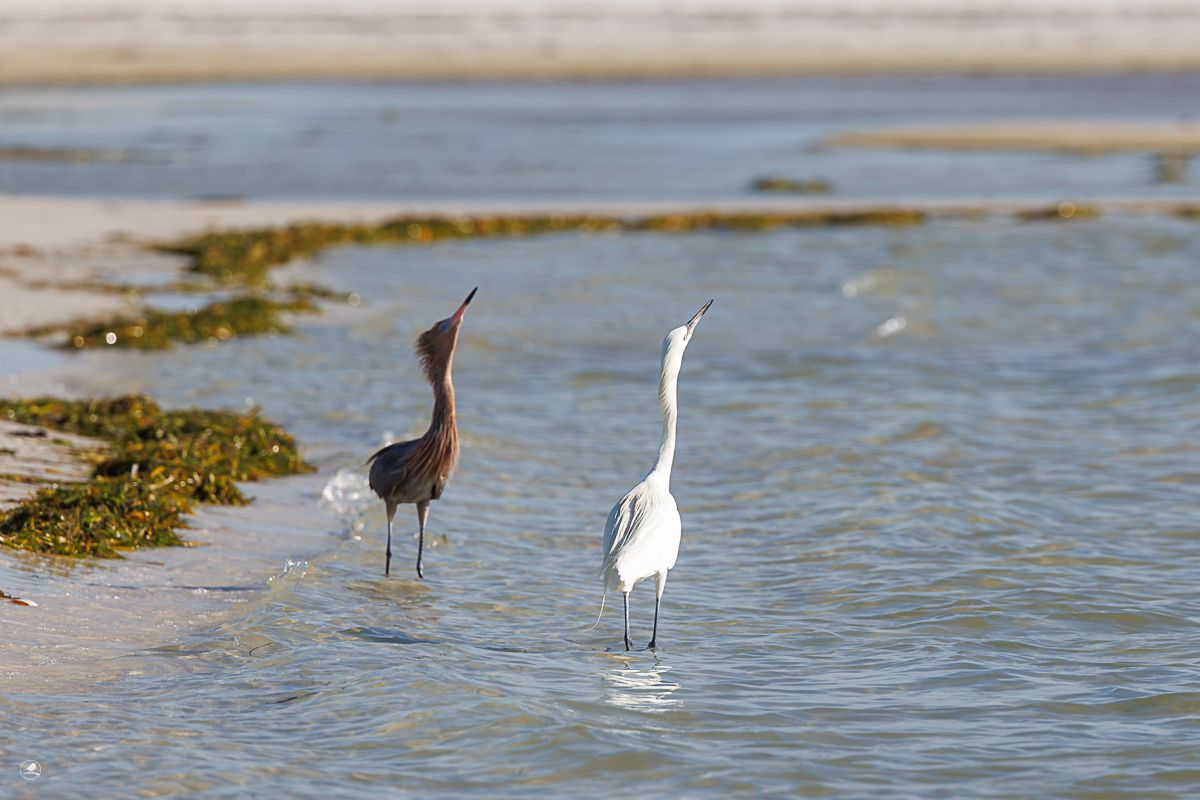 Dansehegre/ Reddish Egret, den hvite og den rødbrune.