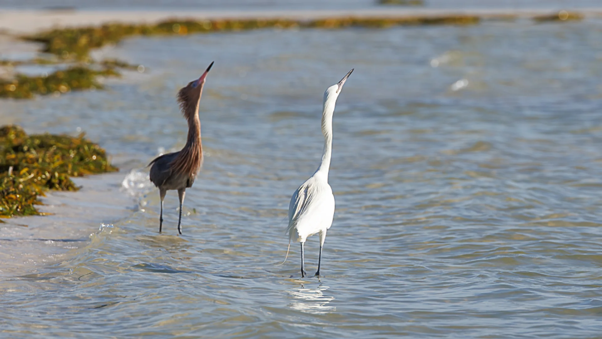 Dansehegre/ Reddish Egret, den hvite og den rødbrune.