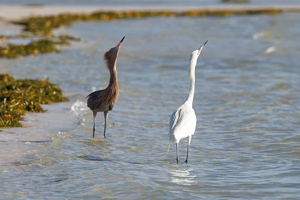 Dansehegre/ Reddish Egret, den hvite og den rødbrune.