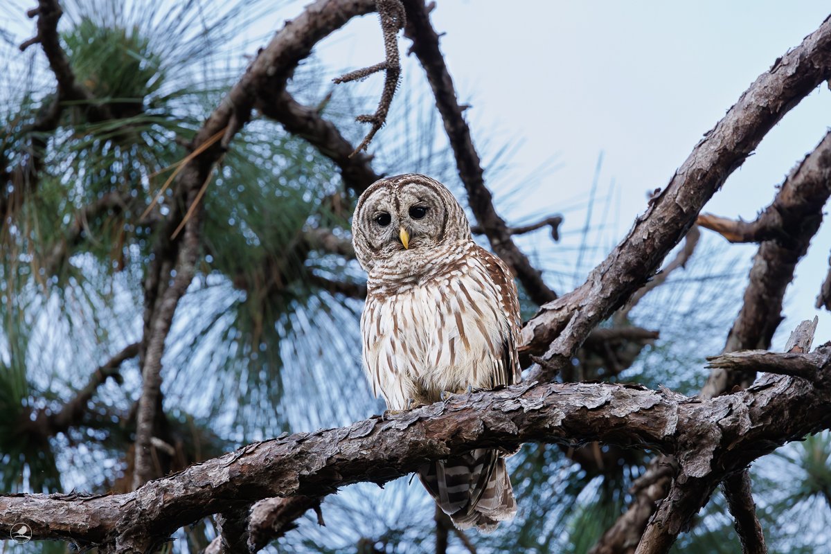 Høvdingugle/ Barred Owl