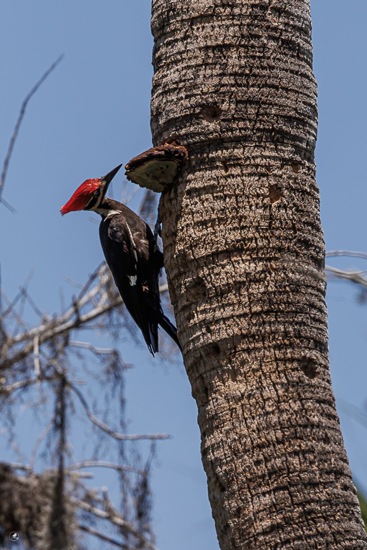 Hvitbrynsvartspett/ Pileated woodpecker