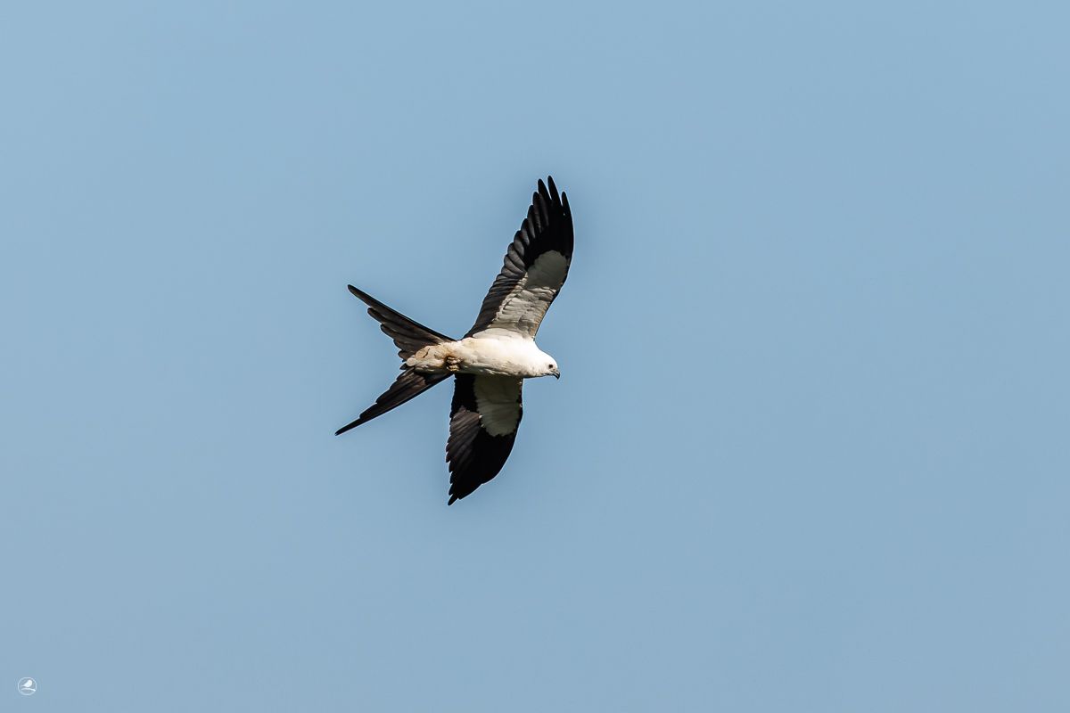 Svaleglente/ Swallow-tailed Kite, Myakka River State Park 