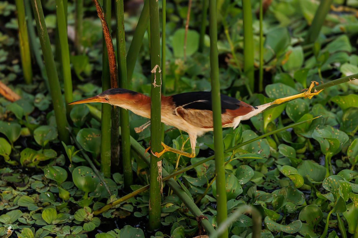 Dvergrørdrum/ Least Bittern