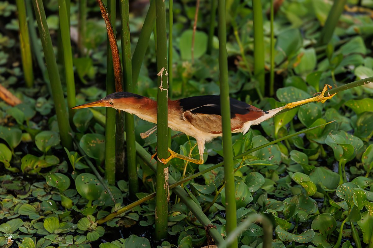 Dvergrørdrum/ Least Bittern
