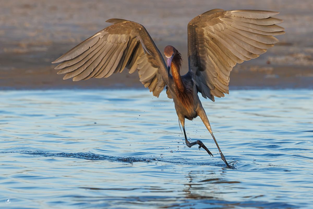 Dansehegre/ Reddish Egret