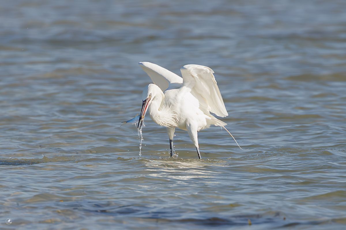 Dansehegre/ Reddish Egret,  ren hvit fargevariant (morf)