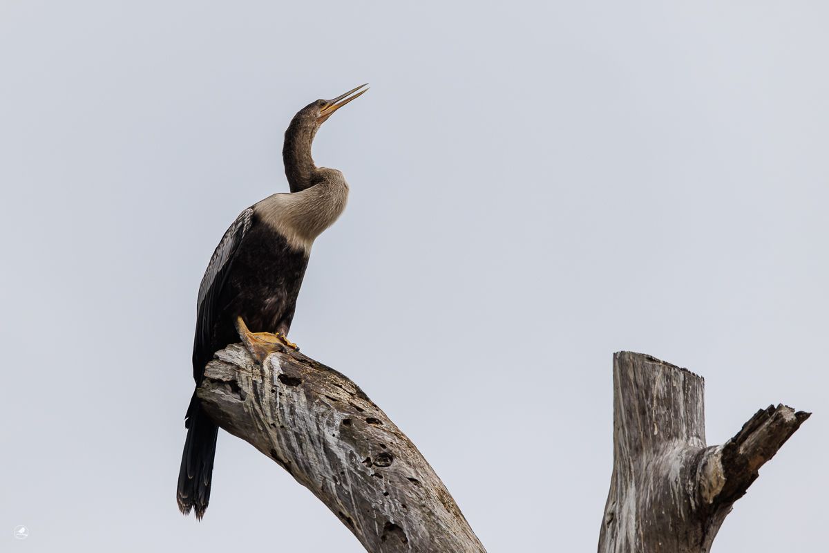 Amerikaslangehals / Anhinga Snake bird