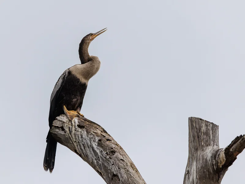 Amerikaslangehals / Anhinga Snake bird