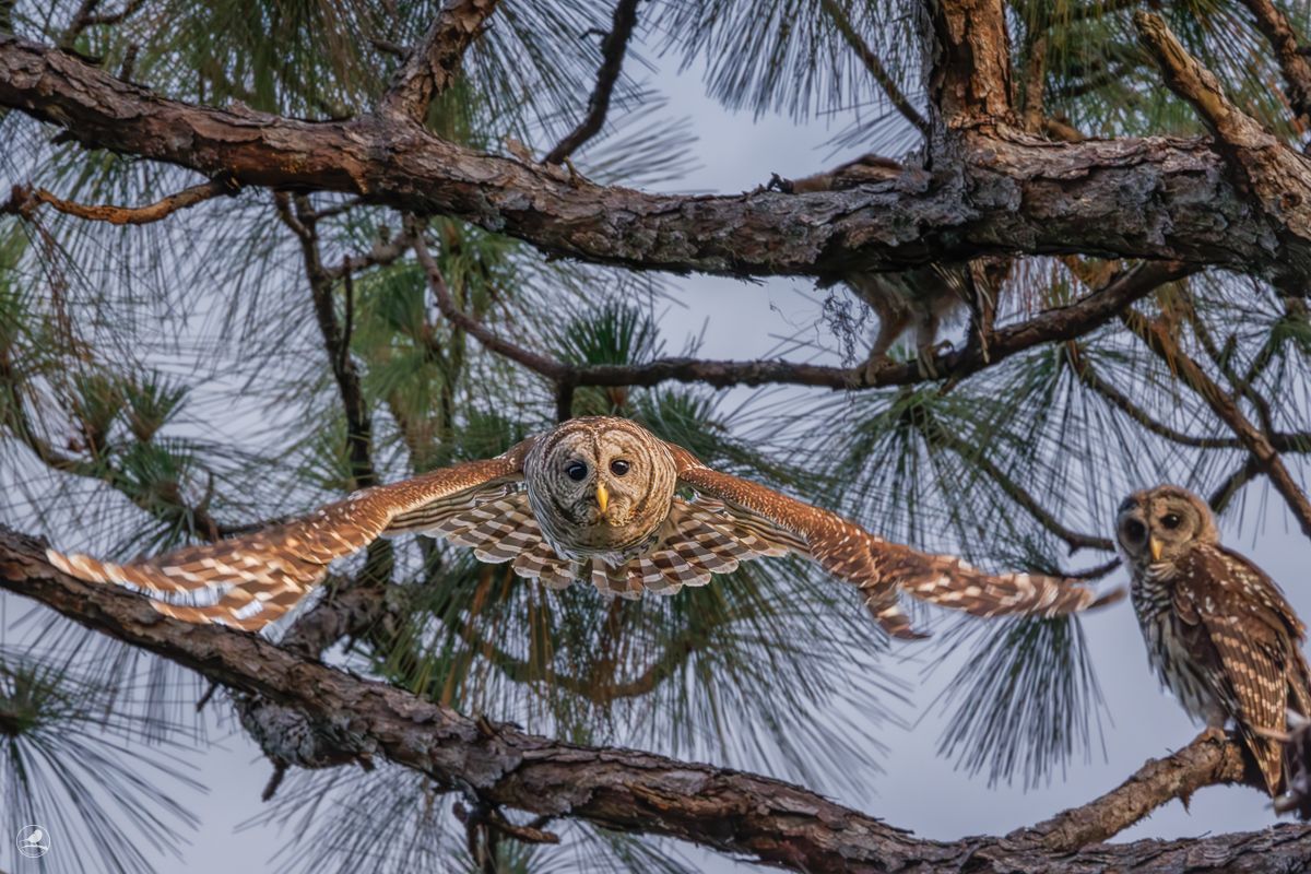 Høvdingugle/ Barred Owl
