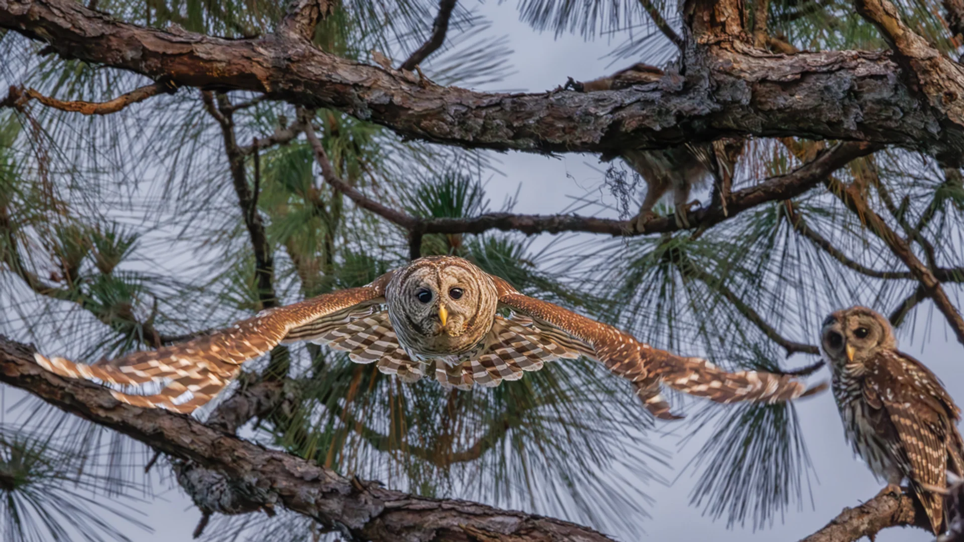 Høvdingugle/ Barred Owl