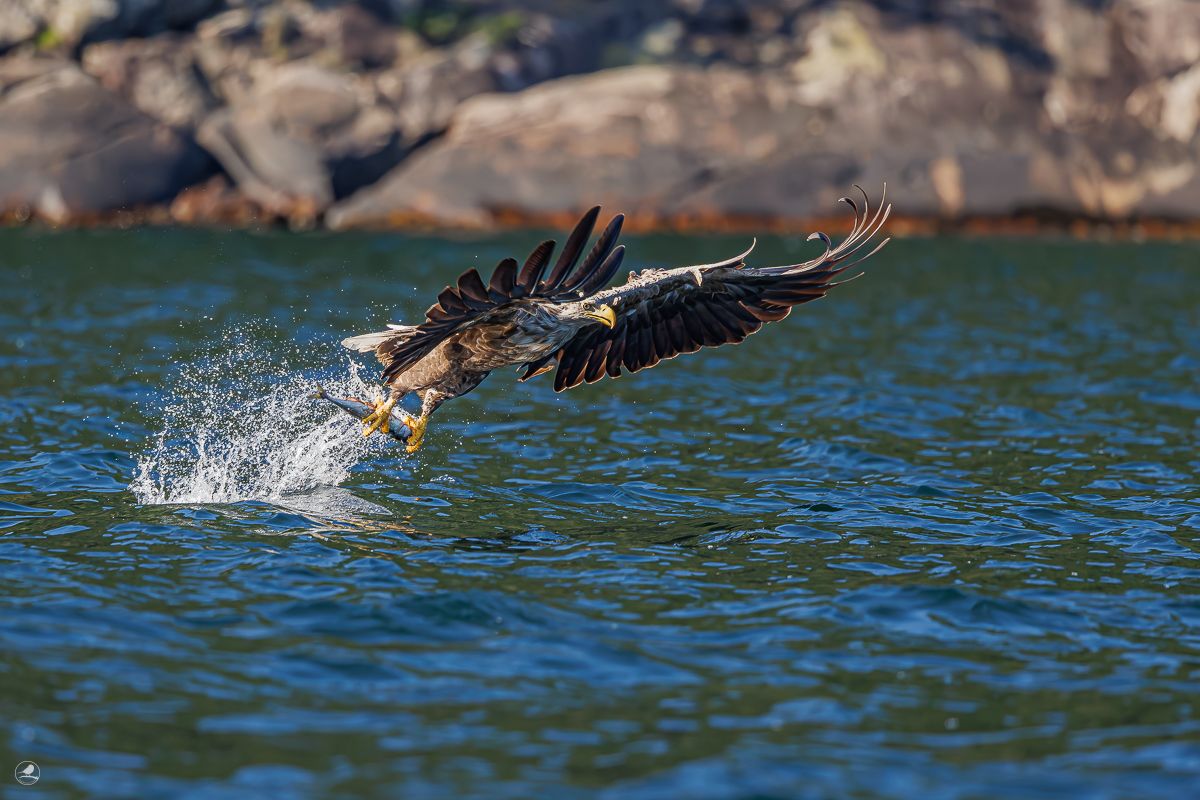 Havørnen i Drøbak