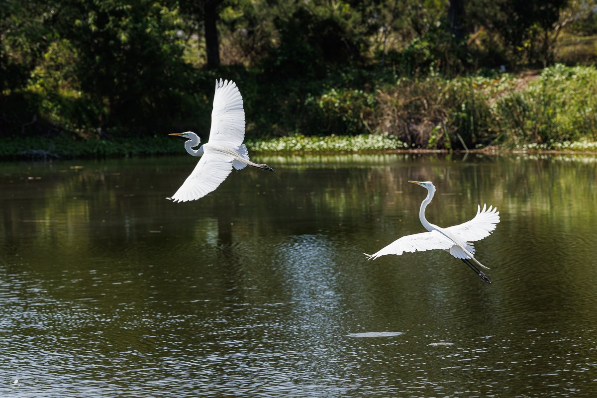 Egretthegre / Greate Egret