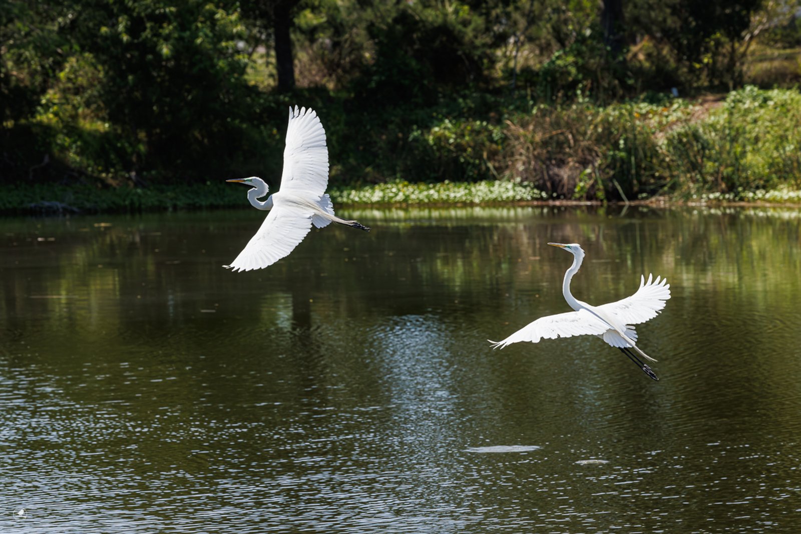 Egretthegre / Greate Egret