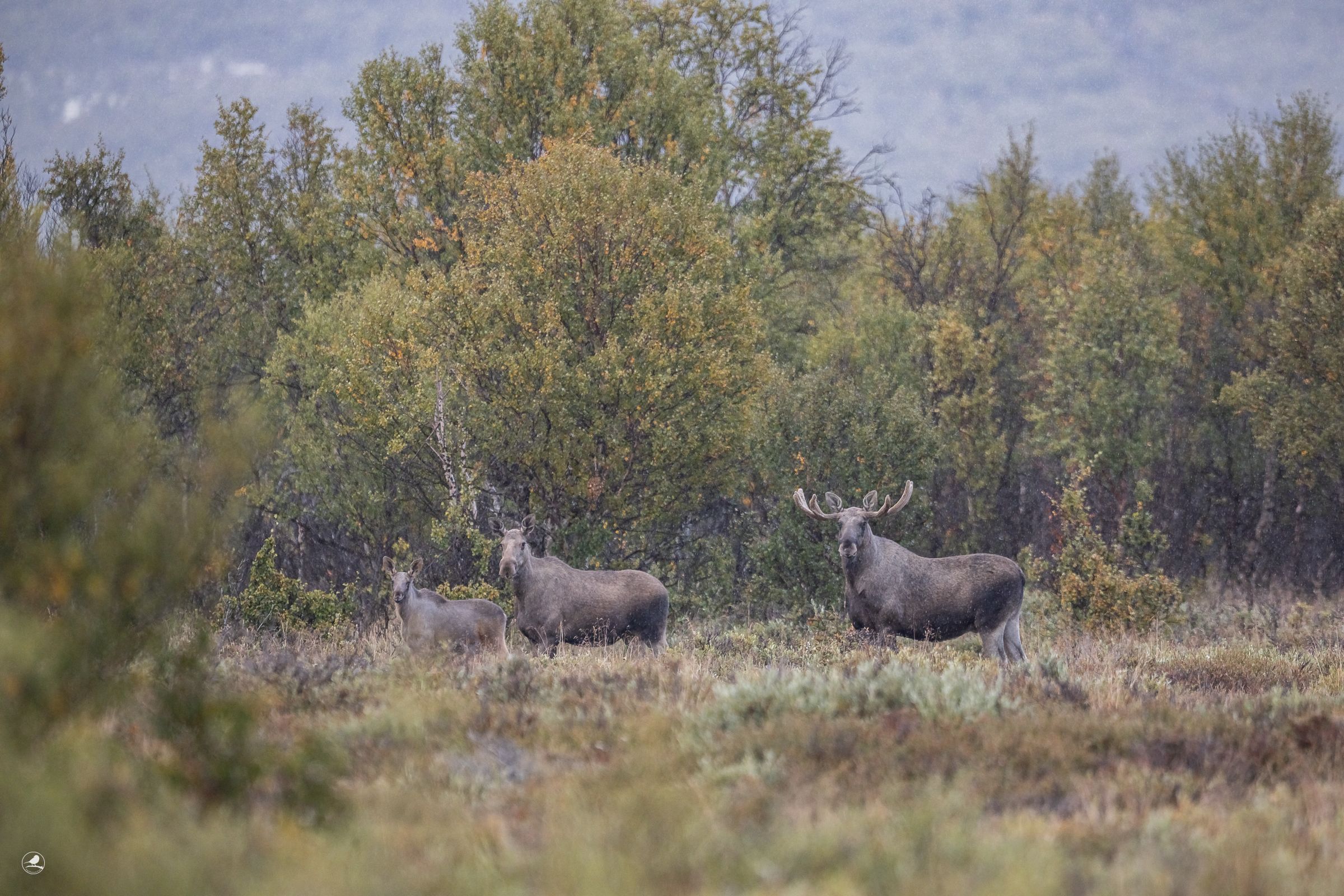 Elg/ Moose, Dovre