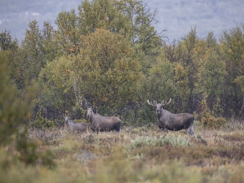 Elg/ Moose, Dovre