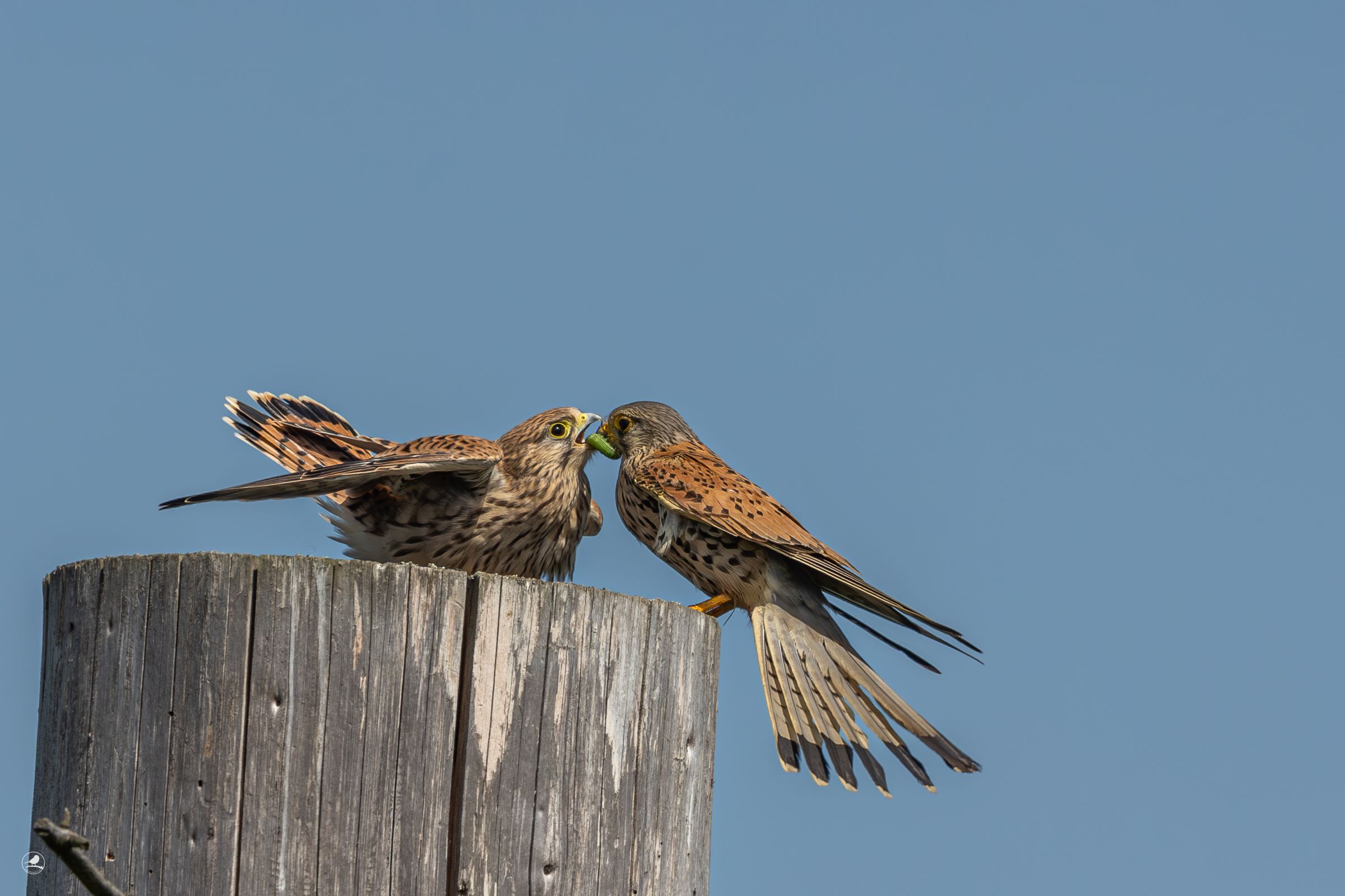 Tårnfalk / Commen Kestrel