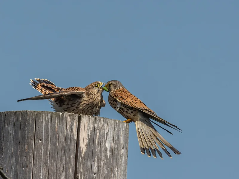 Tårnfalk / Commen Kestrel