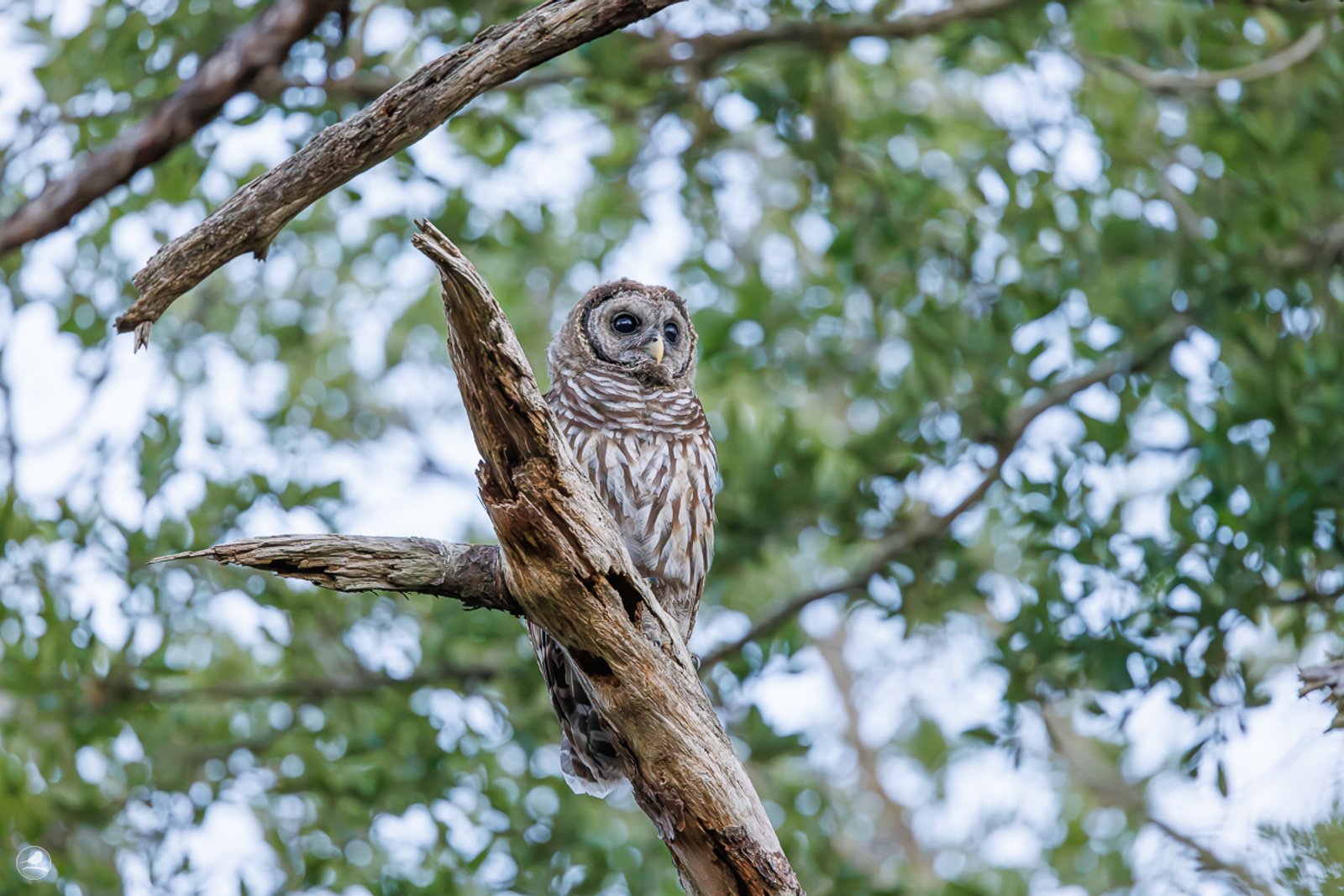 Høvdingugle/ Barred Owl