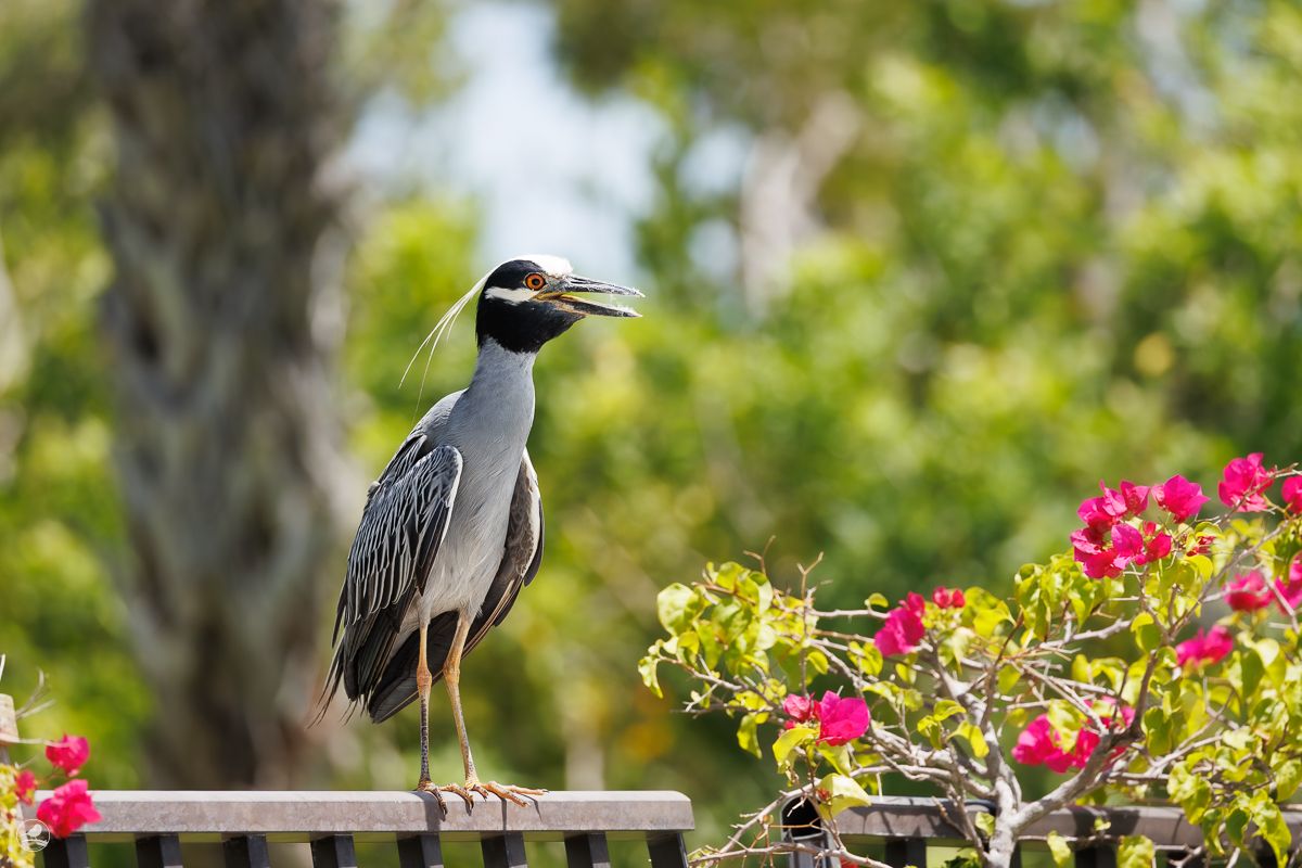 Gulkronehegre/ Yellow-crowned Night-Heron
