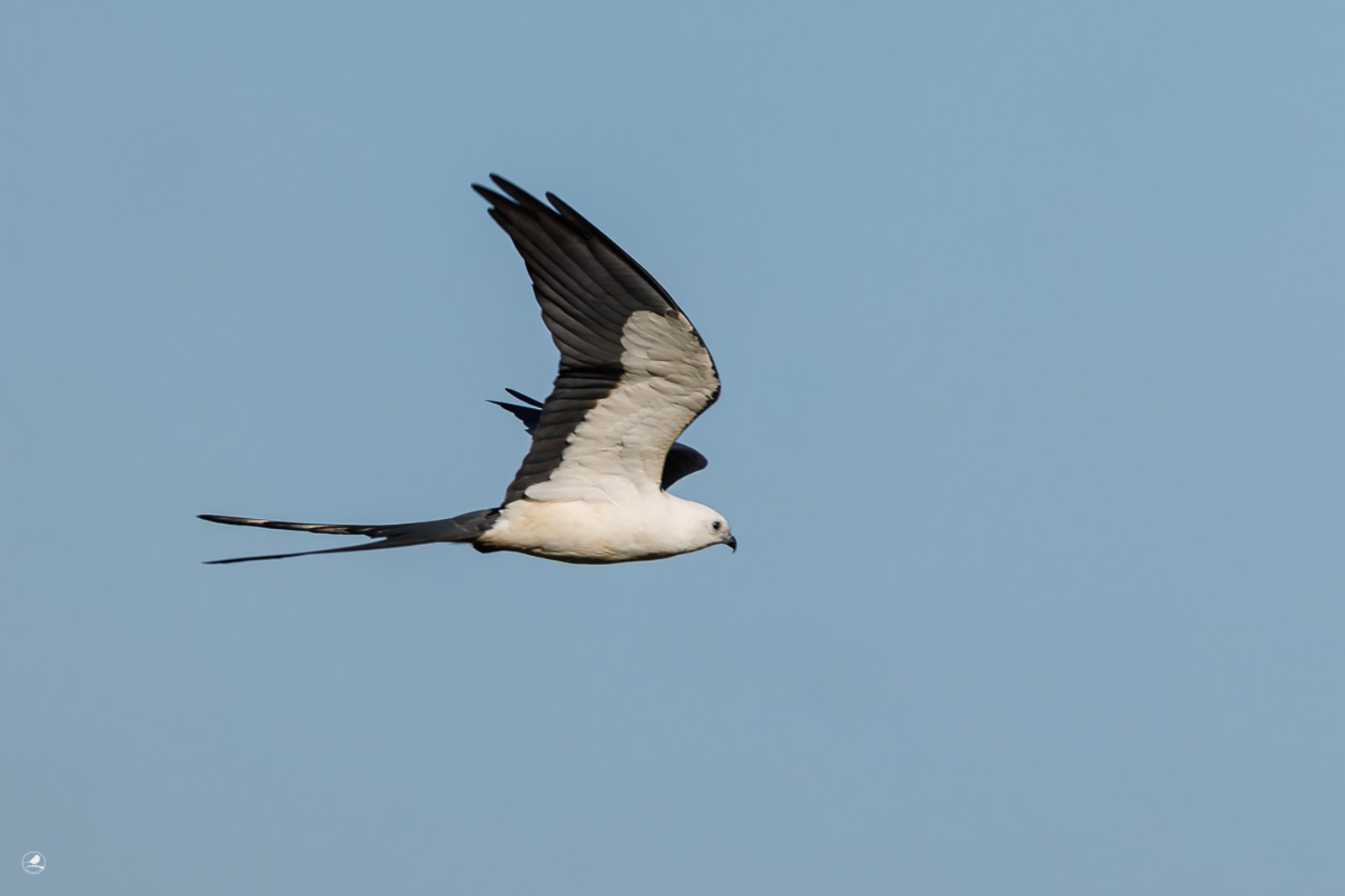 Svaleglente/ Swallow-tailed Kite