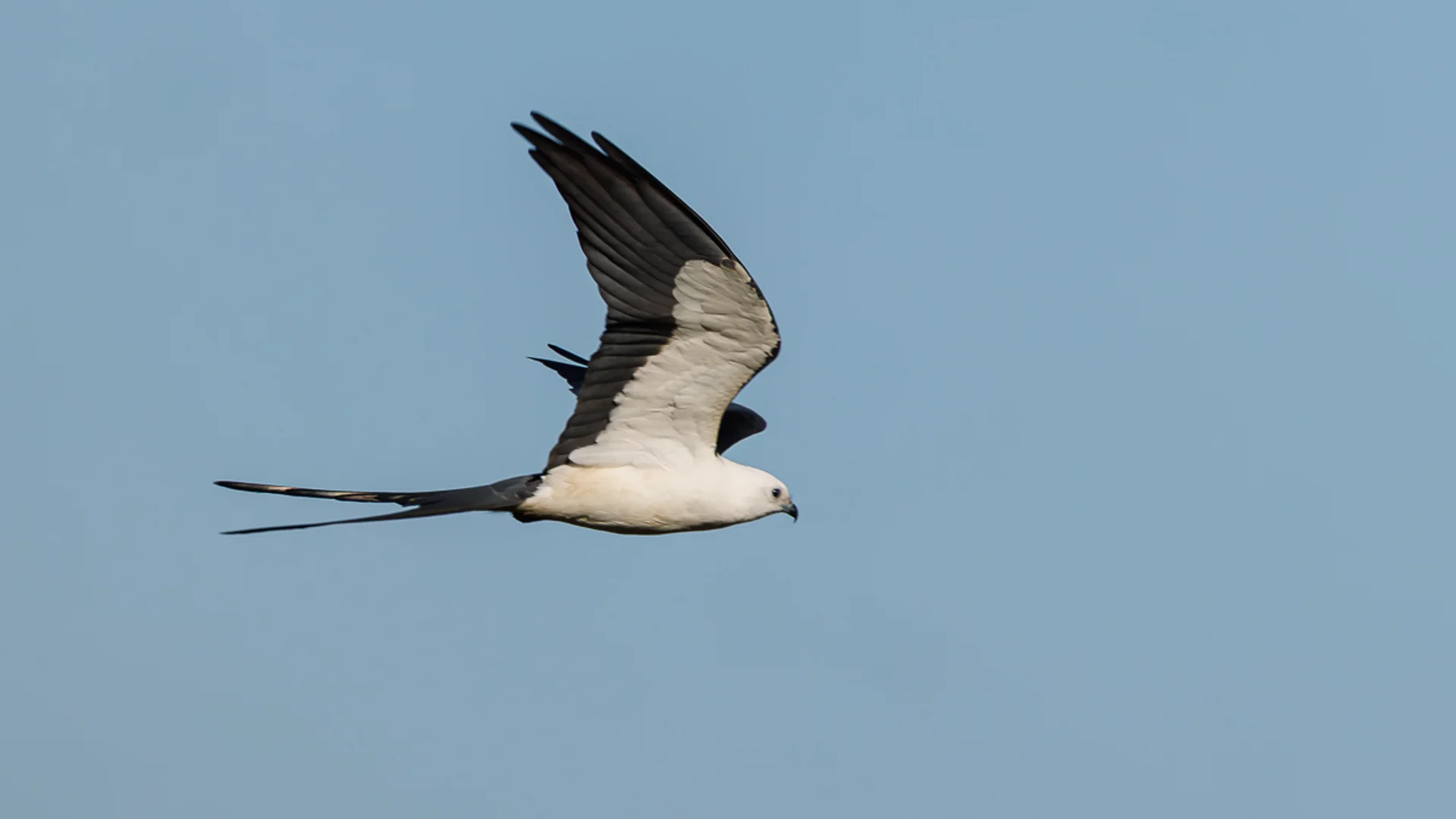 Svaleglente/ Swallow-tailed Kite