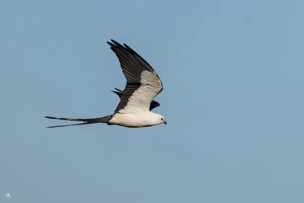 Svaleglente/ Swallow-tailed Kite