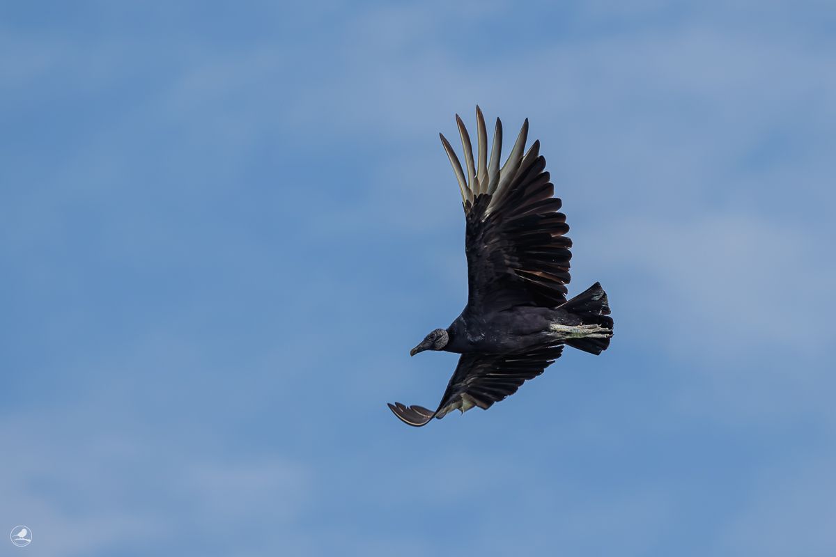 Svartkondor/ Black Vulture