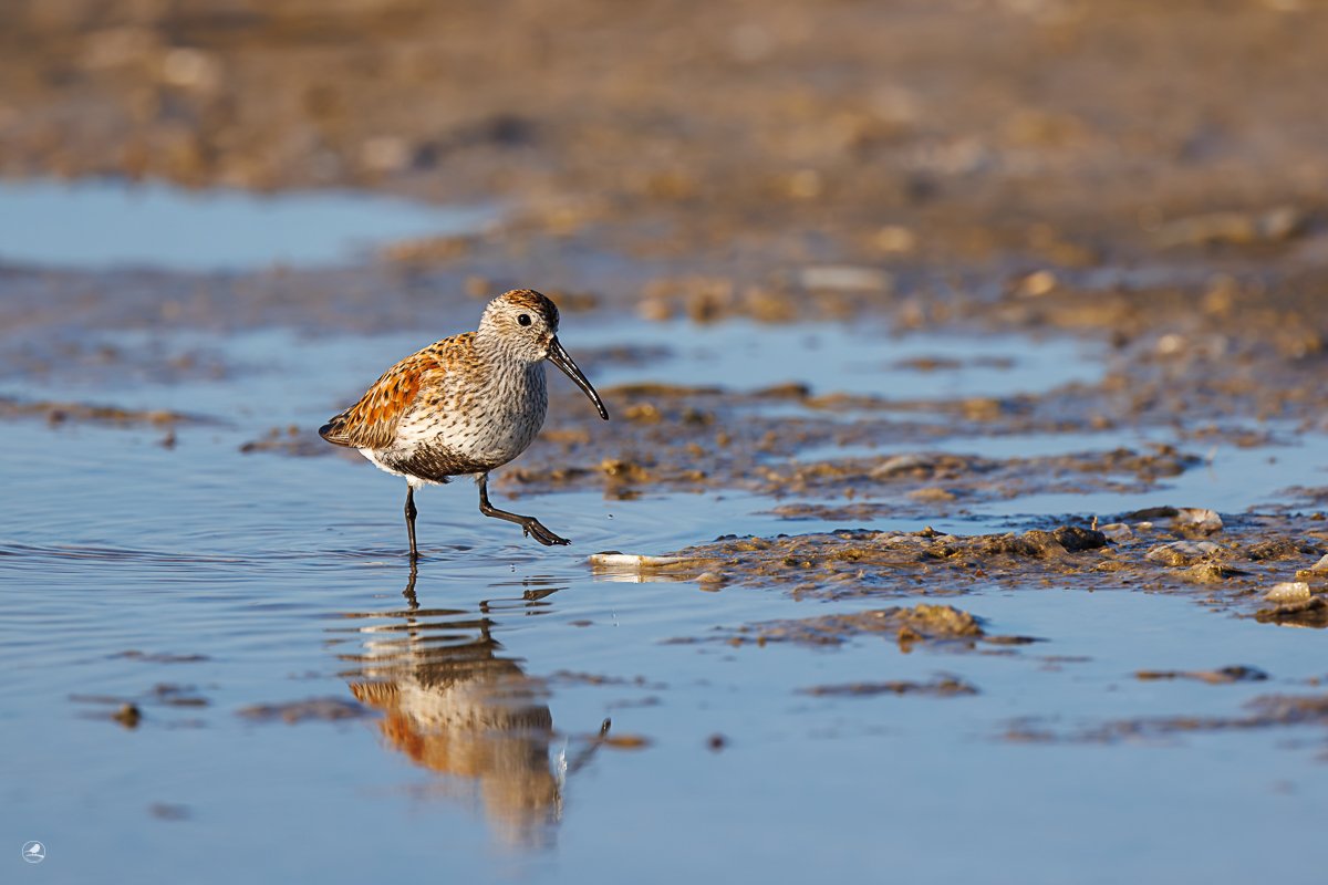 Myrsnipe/ Dunlin