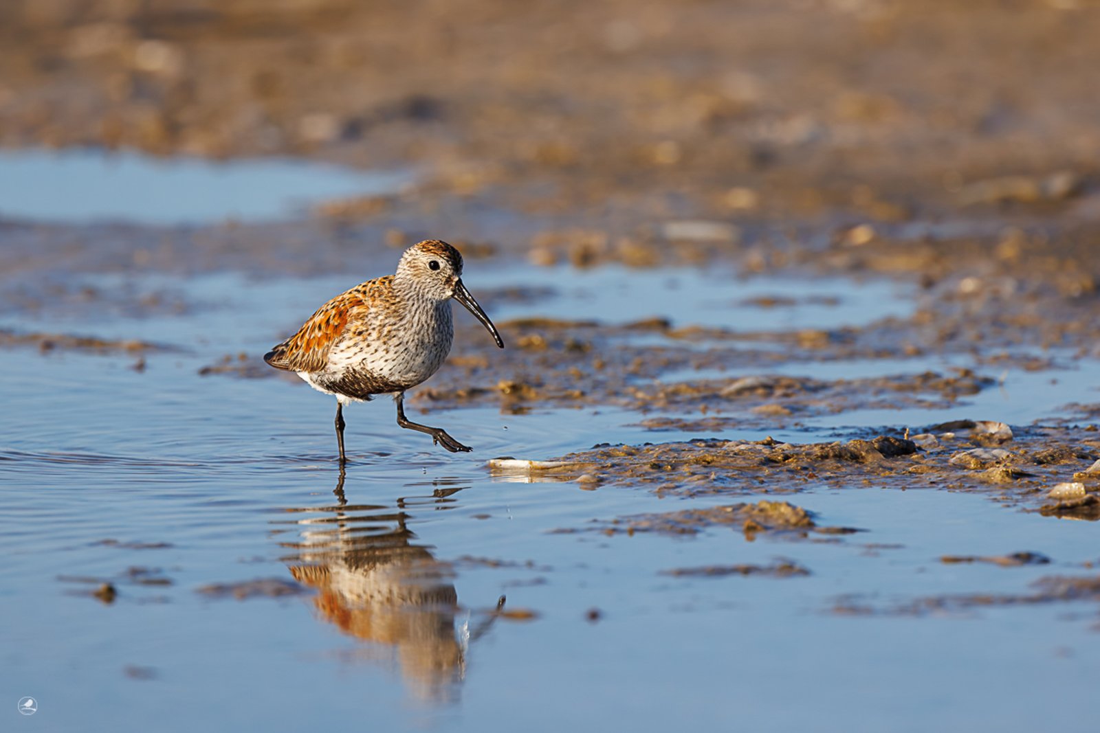 Myrsnipe/ Dunlin