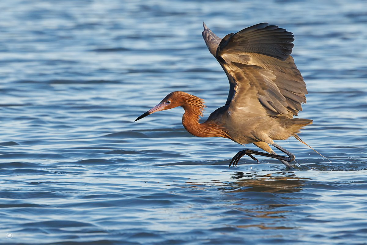 Dansehegre/ Reddish Egret