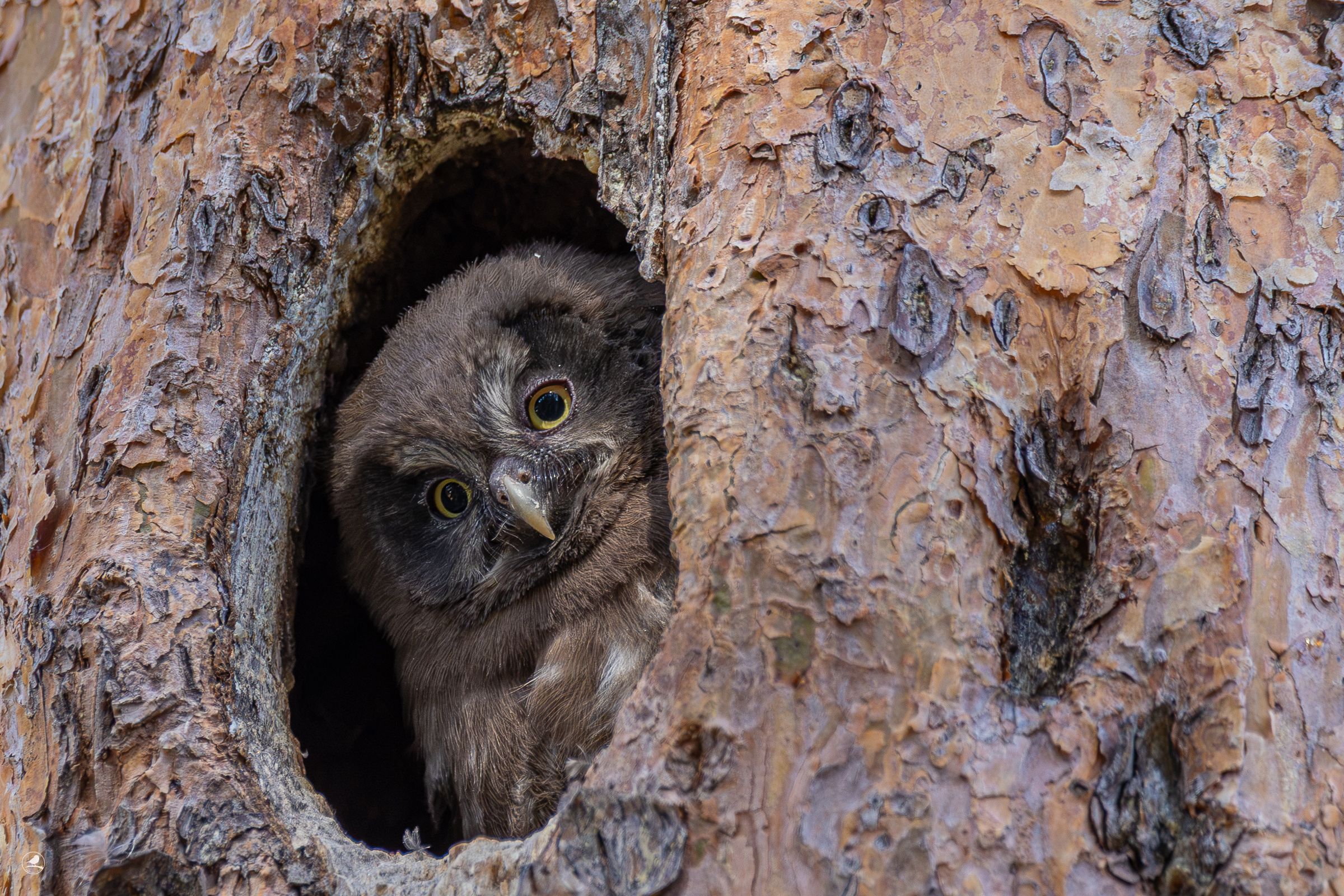 Perleugle/ Tengmalm`s Owl