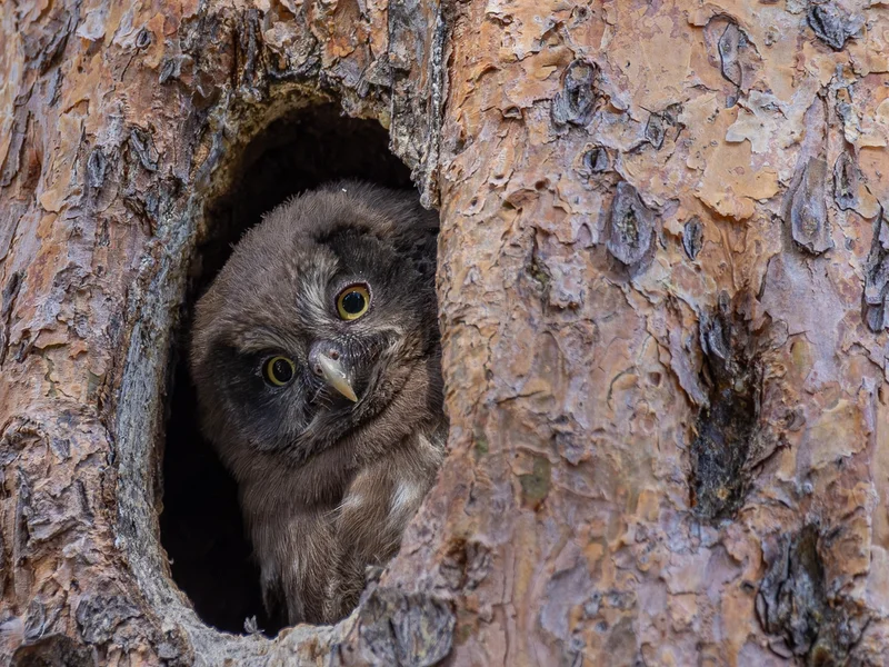 Perleugle/ Tengmalm`s Owl