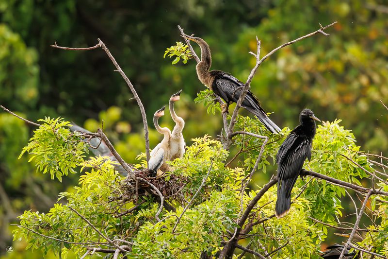 Amerikaslangehals/ Anhinga