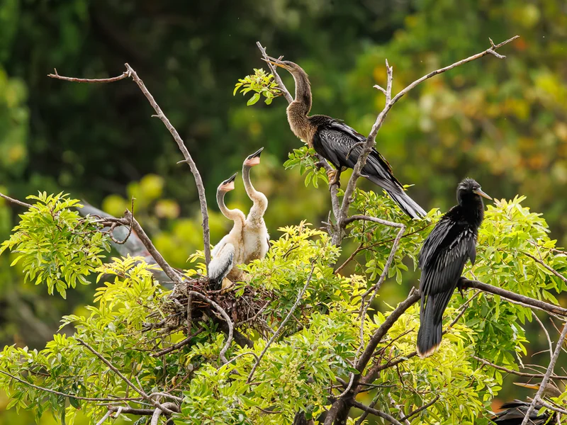 Amerikaslangehals/ Anhinga