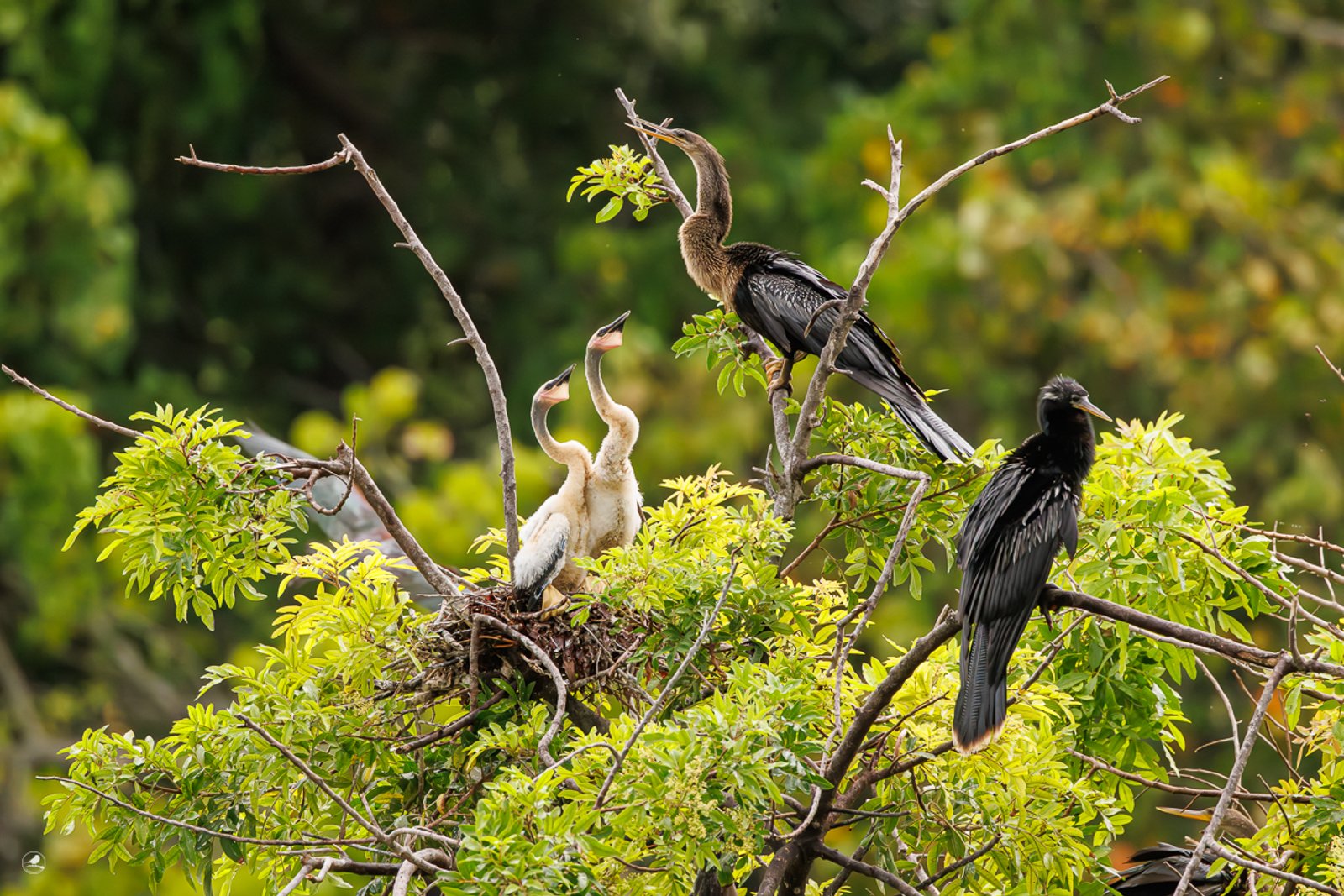 Amerikaslangehals/ Anhinga