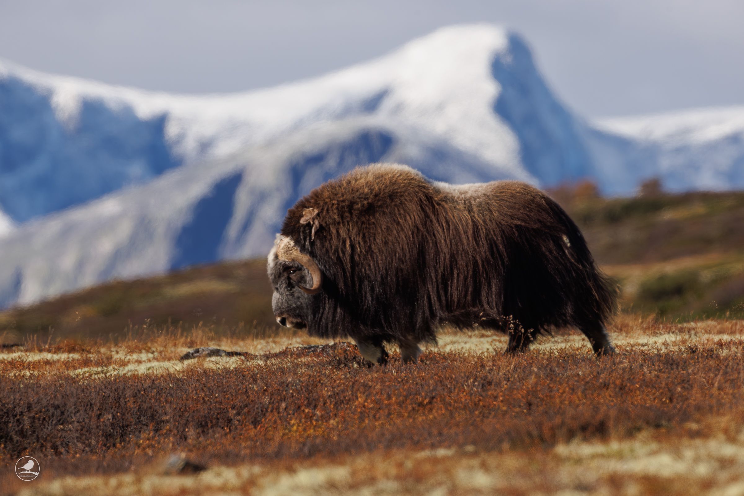 En moskus med fjell i bakgrunnen