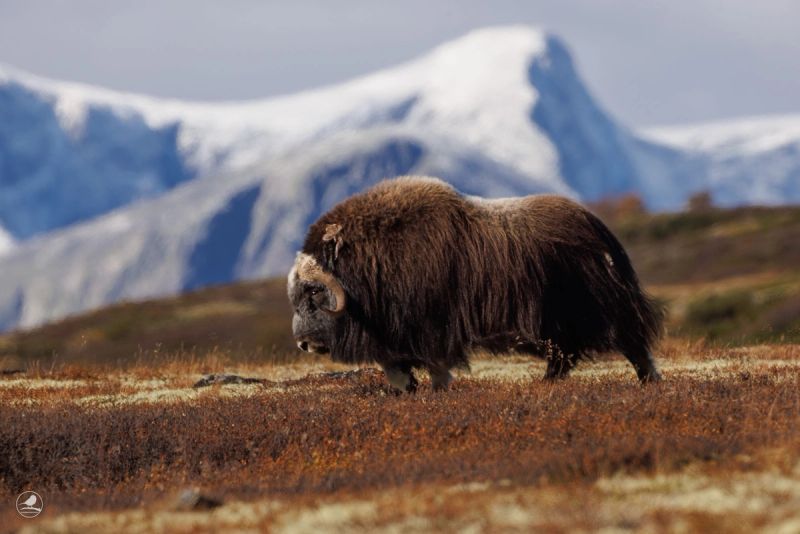 En moskus med fjell i bakgrunnen