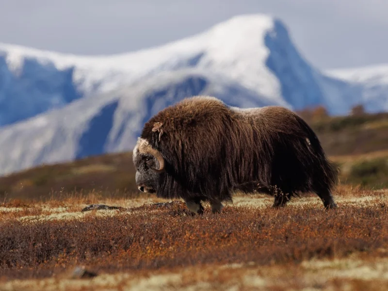 En moskus med fjell i bakgrunnen
