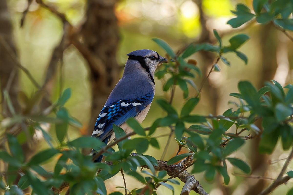 Blåskrike/ Blue Jay