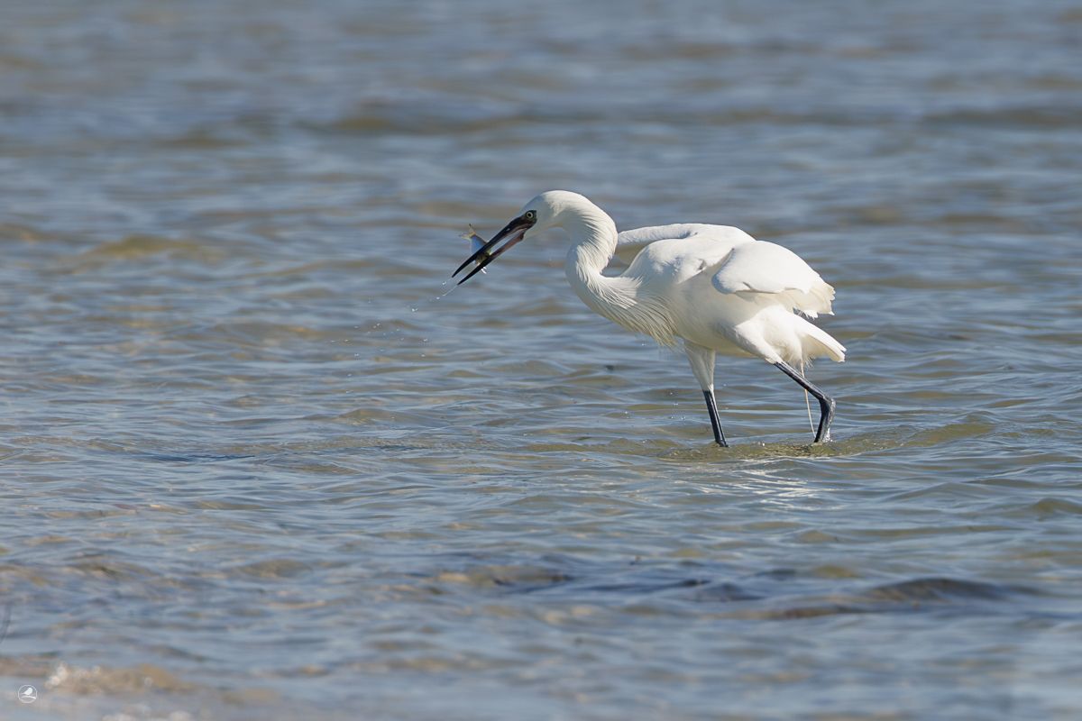 Dansehegre/ Reddish Egret,  ren hvit fargevariant (morf)