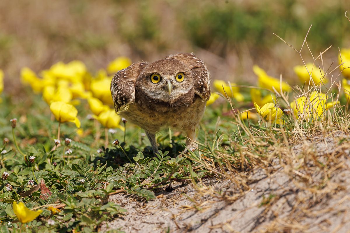 Gravugle/ Burrowing Owl, Pelican Baseball Complex, Cape Coral, Florida, Usa