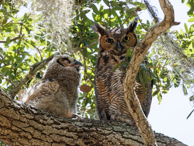 Amerikahubro/ Great horned owl, Philippe Park