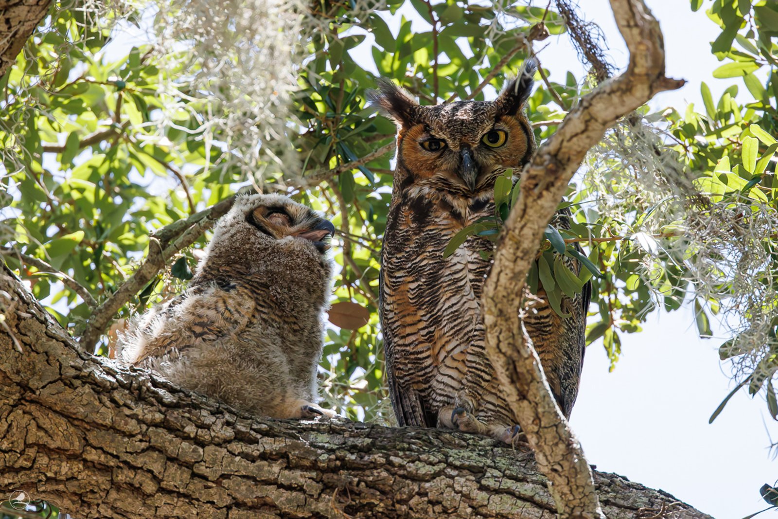Amerikahubro/ Great horned owl, Philippe Park