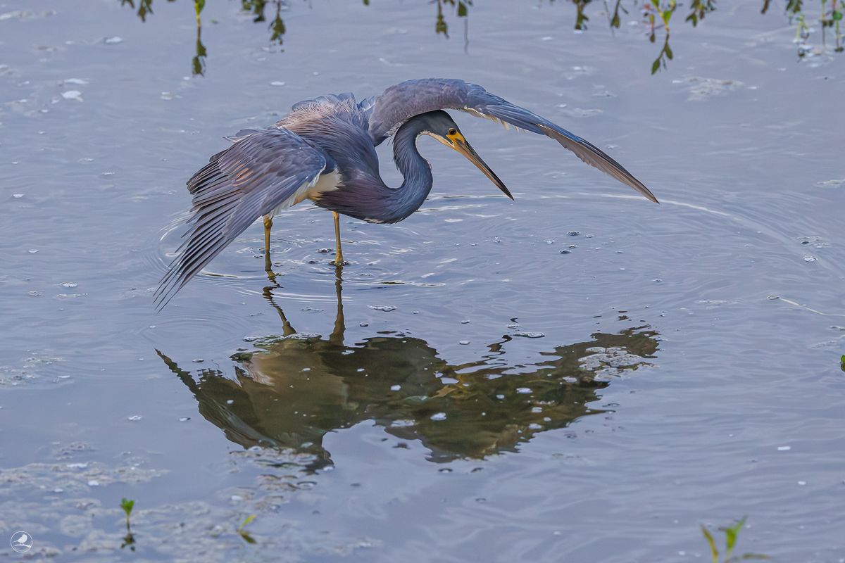 Prakthegre/ Tricolored Heron
