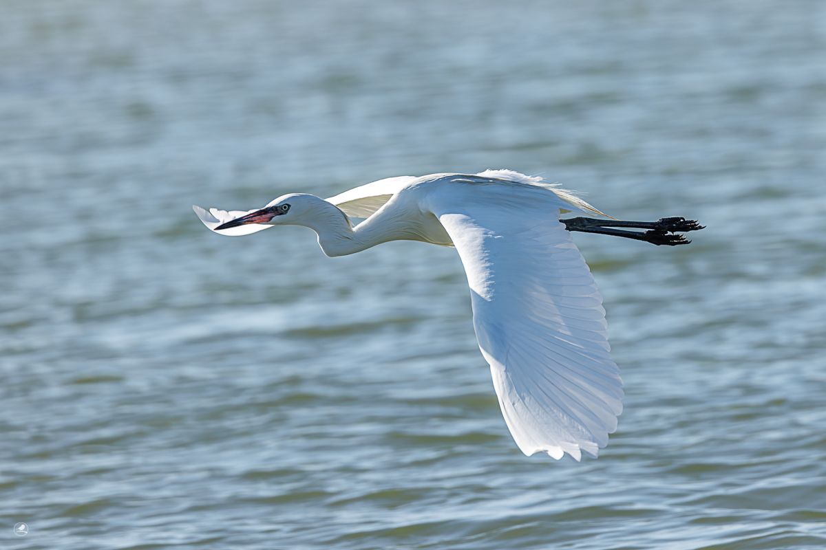 Dansehegre/ Reddish Egret,  ren hvit fargevariant (morf)