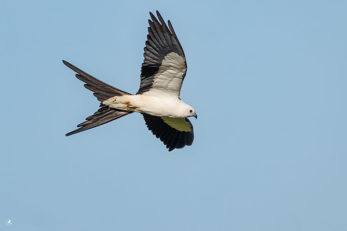 Myakka River State Park, Svaleglente/ Swallow-tailed Kite