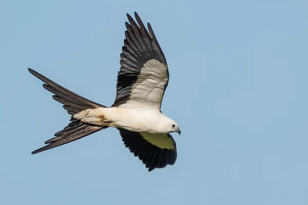 Myakka River State Park, Svaleglente/ Swallow-tailed Kite