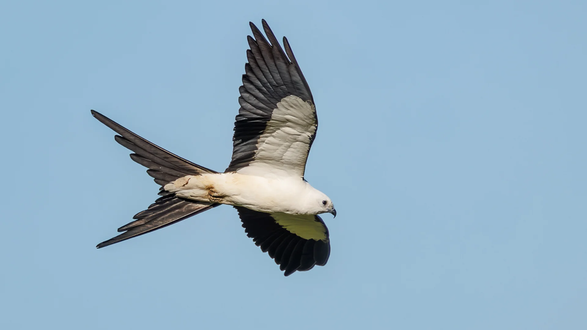 Myakka River State Park, Svaleglente/ Swallow-tailed Kite